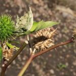 México es segundo mundial en el registro de plantas medicinales detrás de China