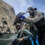 Perú sigue encontrando aves muertas en las zonas afectadas por el derrame