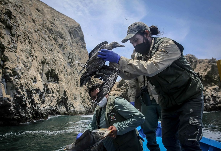 Perú sigue encontrando aves muertas en las zonas afectadas por el derrame