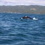 República Dominicana ve crecer el número de ballenas y de turistas