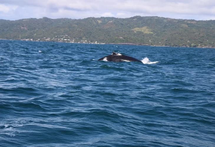 República Dominicana ve crecer el número de ballenas y de turistas