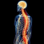 Un estudio israelí busca revertir la parálisis con implantes de médula espinal