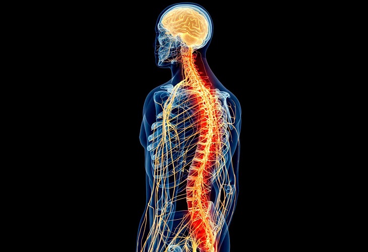 Un estudio israelí busca revertir la parálisis con implantes de médula espinal