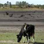 Uruguay extiende 90 días la emergencia agropecuaria por la sequía