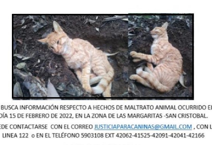 En San Cristóbal, Medellín, habrían abusado sexualmente de una gatica