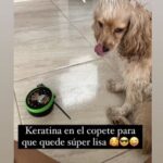 Indignación por mujer que le aplicó keratina Epa Colombia a su mascota