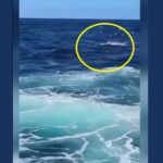 Tiburón devoró a un nadador en la costa de Sídney, Australia