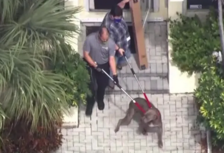 Perro mata a una mujer en centro de acogida en Florida