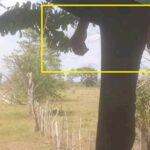 En Montería, hombre se quitó la vida en un árbol de mango