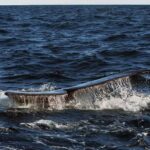 Aumenta casi un 50 % la fauna hallada muerta en la costa atlántica argentina