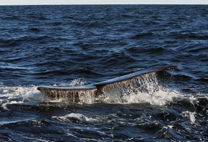 Aumenta casi un 50 % la fauna hallada muerta en la costa atlántica argentina