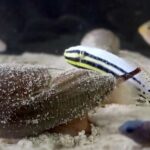 Descubren un potente analgésico en los caracoles cono de aguas profundas