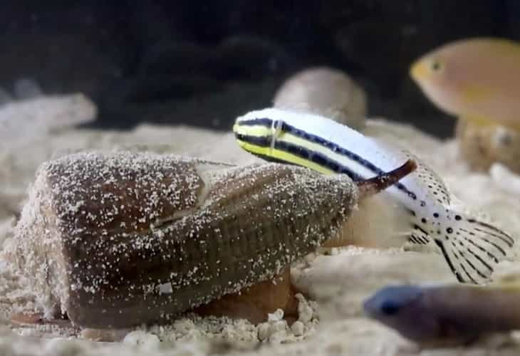Descubren un potente analgésico en los caracoles cono de aguas profundas