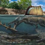 El Spinosaurus cazaba bajo el agua gracias a la densidad de sus huesos