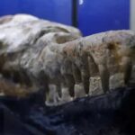 El monstruo marino que habitaba las aguas peruanas hace 36 millones de años