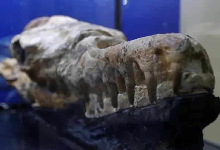 El monstruo marino que habitaba las aguas peruanas hace 36 millones de años