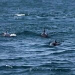 El océano busca un nuevo tratado de protección en alta mar