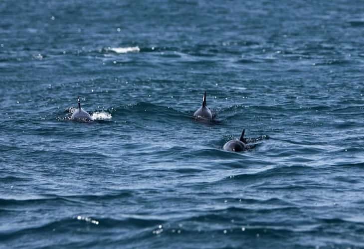 El océano busca un nuevo tratado de protección en alta mar