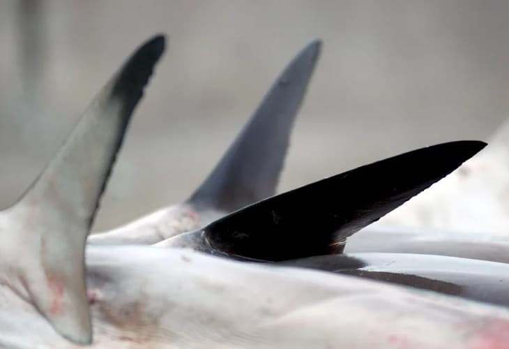 España es el país de la Unión Europea que más comercia con tiburones