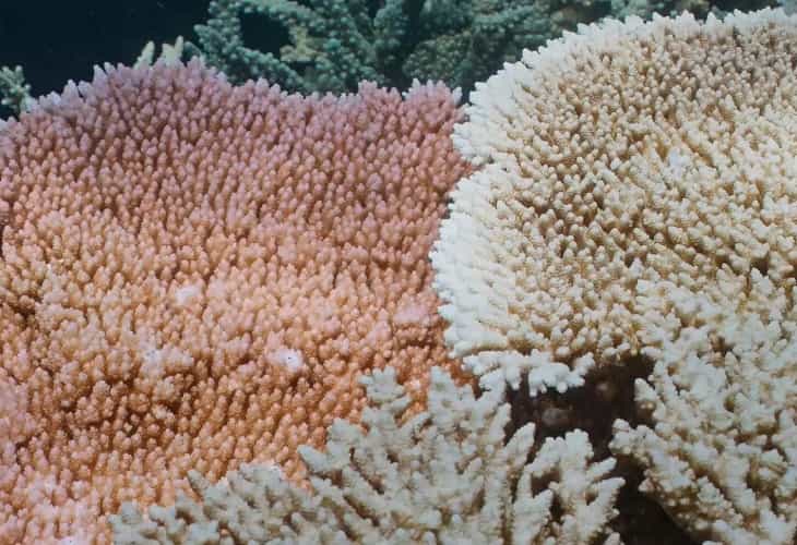 La Gran Barrera de Arrecifes sufre un preocupante y severo blanqueamiento