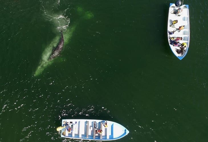 La ballena gris vuelve a deleitar a miles de turistas en México