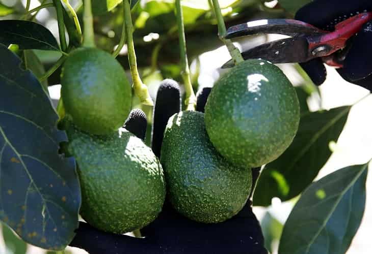 La ingesta de aguacate, asociada con un menor riesgo cardiovascular