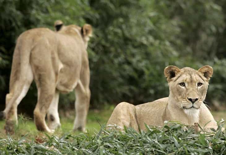 La oxitocina vuelve más tolerantes a los leones, salvo cuando hay comida