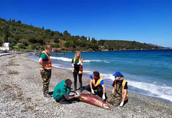 La repetida aparición de ballenas varadas hace saltar las alarmas en Grecia
