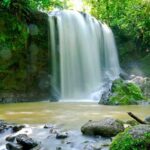 La temperatura global sería un grado más alta sin bosques tropicales
