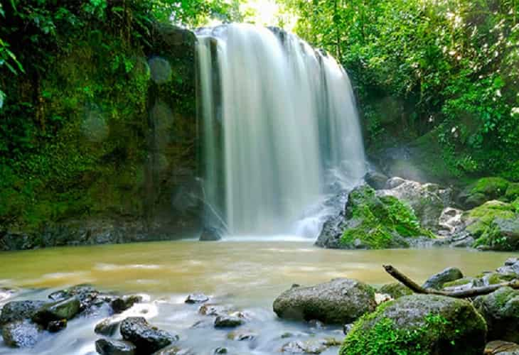 La temperatura global sería un grado más alta sin bosques tropicales