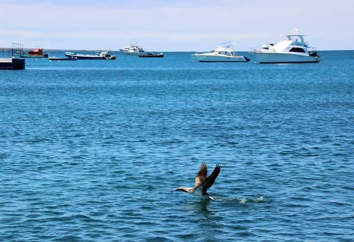 Las Galápagos quedan por cuarto año consecutivo libres de neumáticos usados