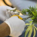 Las farmacias proponen una prueba piloto de venta de cannabis medicinal