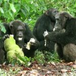 Las hembras de chimpancé prefieren evitar a los humanos