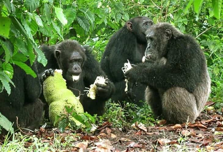 Las hembras de chimpancé prefieren evitar a los humanos