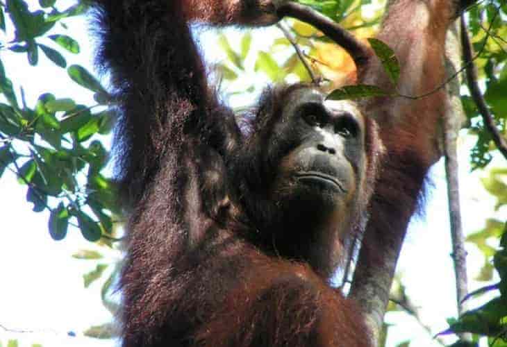 Los orangutanes adaptan su vocabulario al entorno social, como los humanos