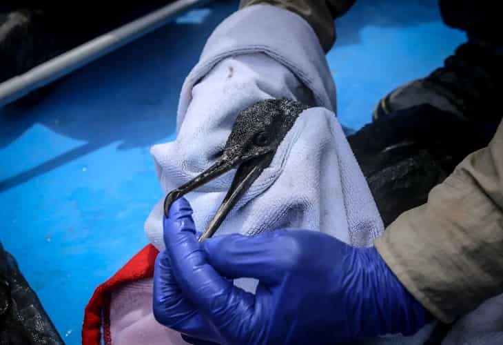 Perú libera 39 aves afectadas por un derrame de crudo en el norte de Lima