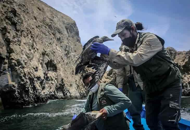 Perú recuperó y rescató más de 420 aves afectadas por el derrame de Repsol