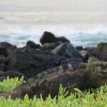Tras el rastro de la iguana de Galápagos, el único lagarto marino del mundo
