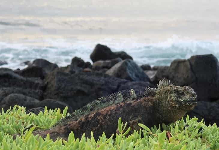 Tras el rastro de la iguana de Galápagos, el único lagarto marino del mundo