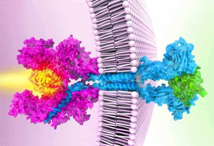 Tras más de 20 años científicos resuelven la estructura de una proteína clave