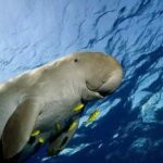 WWF crea en Australia una zona de protección marina de casi el tamaño de Cuba