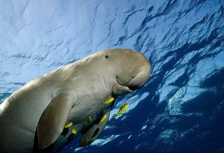 WWF crea en Australia una zona de protección marina de casi el tamaño de Cuba