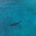 Avistan otro tiburón tigre cerca a Pox Hole, en la isla de San Andrés