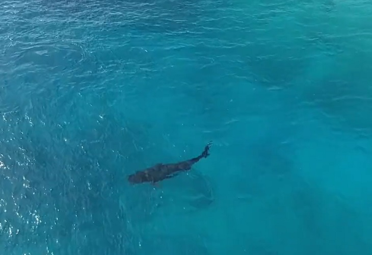 Avistan otro tiburón tigre cerca a Pox Hole, en la isla de San Andrés