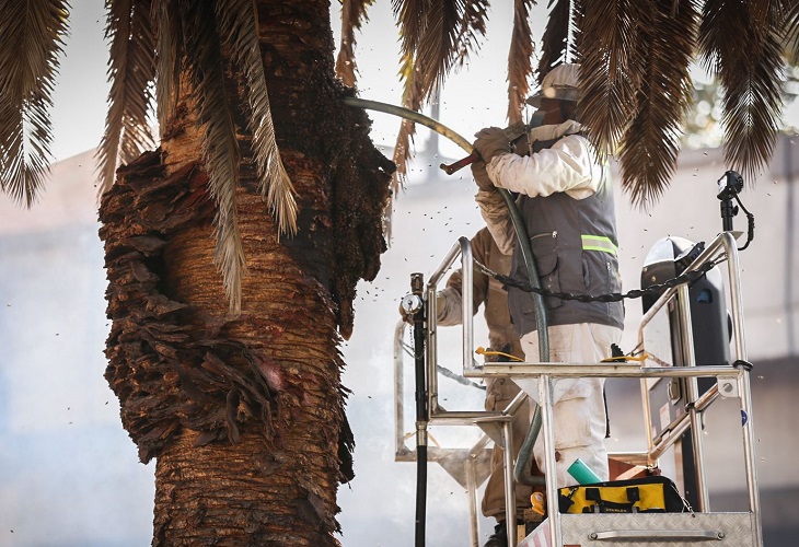 Panal de abejas en Plaza Botero mató a Humberto Vélez