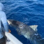 Antonio Degli Abruzzi, el turista que murió mordido por tiburón en San Andrés- Reubican a tiburón tigre que causó muerte de turista en San Andrés