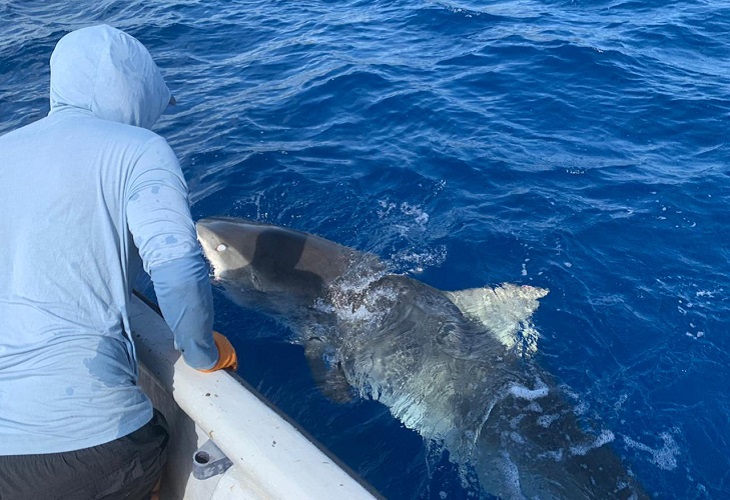 Reubican a tiburón tigre que causó muerte de turista en San Andrés