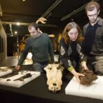 Cocodrilos y tortugas habitaban la Península hace 45 millones de años