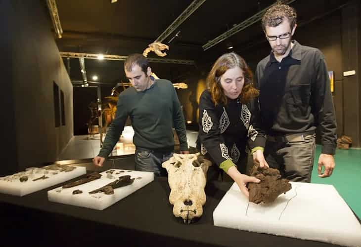 Cocodrilos y tortugas habitaban la Península hace 45 millones de años