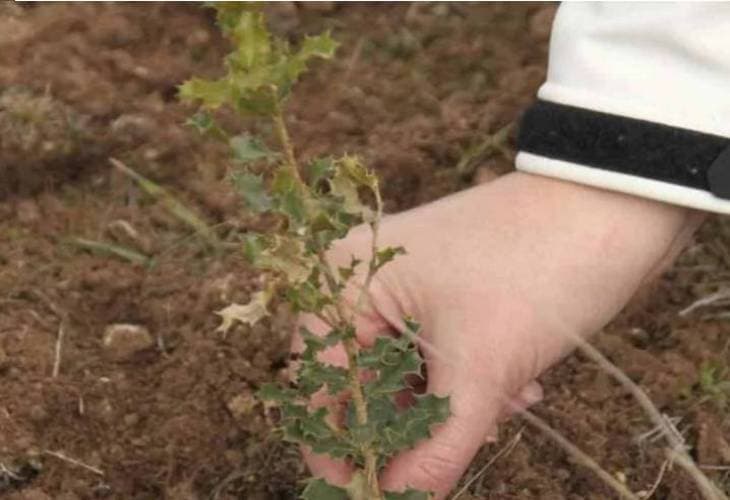 Colombia plantará cuatro millones de árboles con motivo del Día de la Tierra